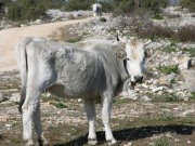 Clicca qui per vedere l'immagine in dettaglio