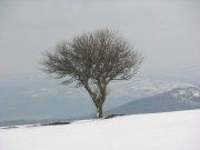 Clicca qui per vedere l'immagine in dettaglio