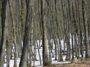 Clicca qui per vedere l'immagine in dettaglio