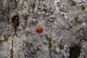 Clicca qui per vedere l'immagine in dettaglio