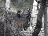 Clicca qui per vedere l'immagine in dettaglio