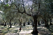 Clicca qui per vedere l'immagine in dettaglio